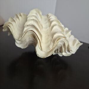 Fluted Clam Shell Whole Tridacna Squamosa Vintage Pacific Dive Trip 4 Inch 9/10